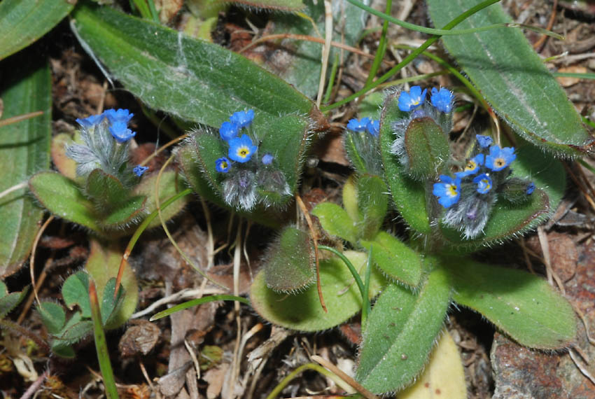 Myosotis incrassata ?